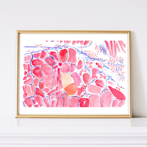 Skeletal Muscle Histology Artwork