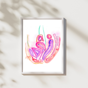 Female Pelvis Reproductive Organs Art Print