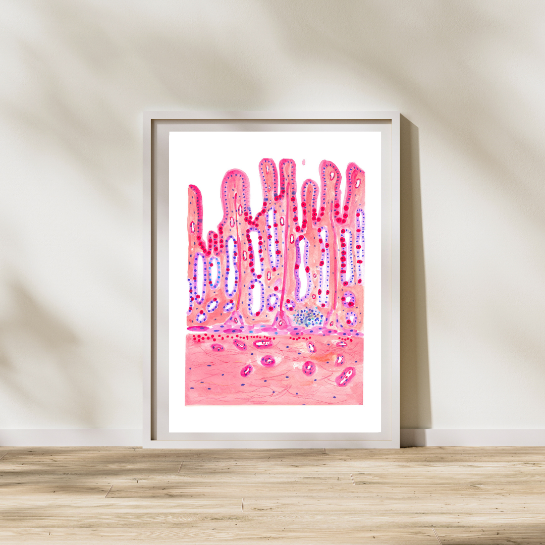 stomach histology art