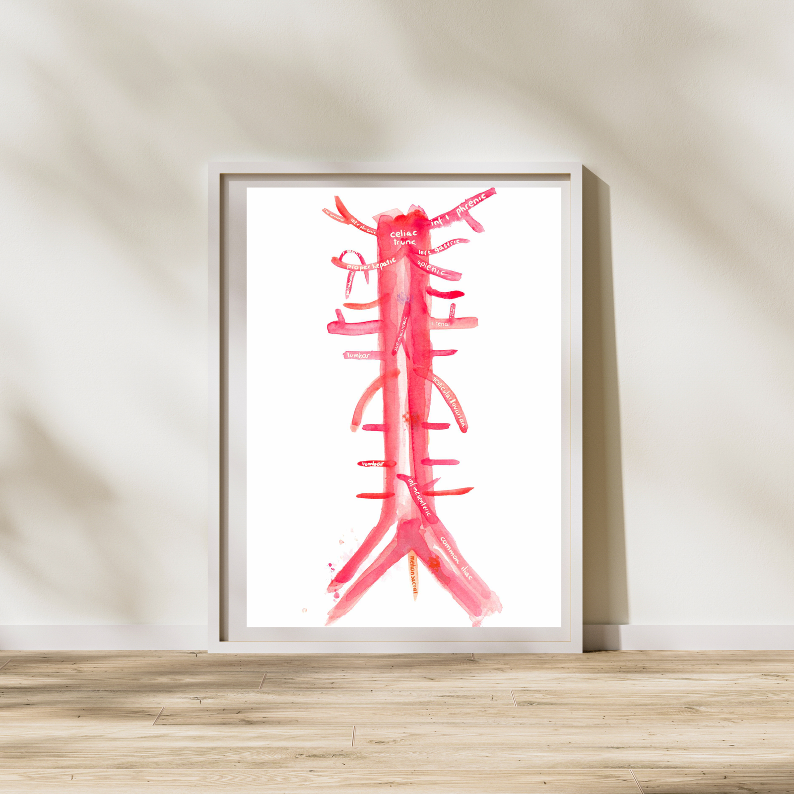 abdominal aorta and branches anatomy art