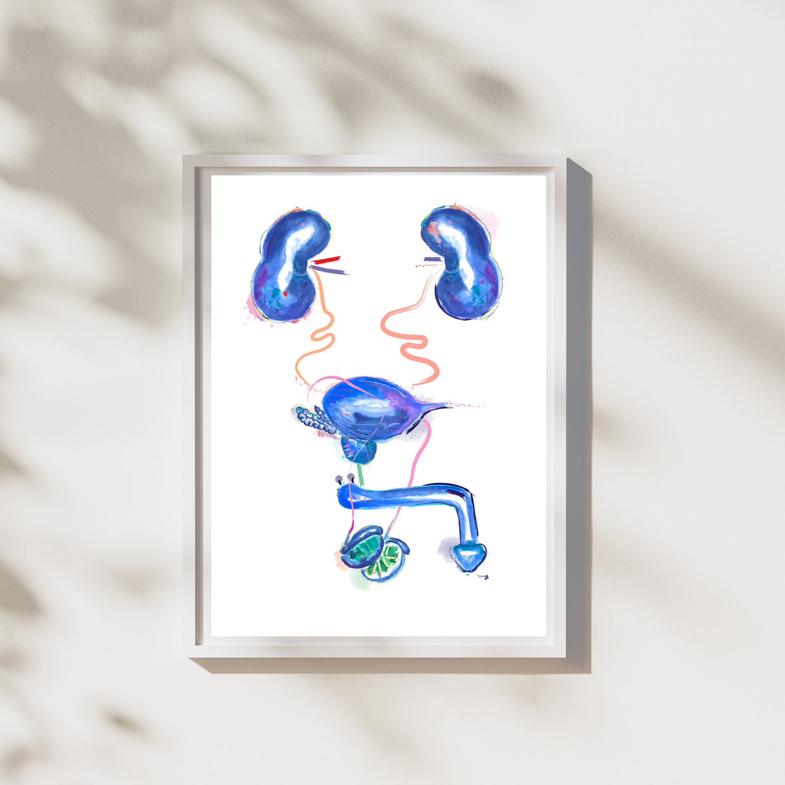 urology anatomy art print
