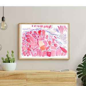 Skeletal Muscle Histology Artwork