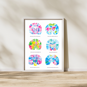 Brain Neuroanatomy Art, Neurologist Gift, Medical Office Decor