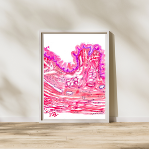 esophagus art histology
