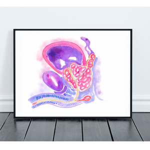 Prostatic Benign Hyperplasia Urology Artwork