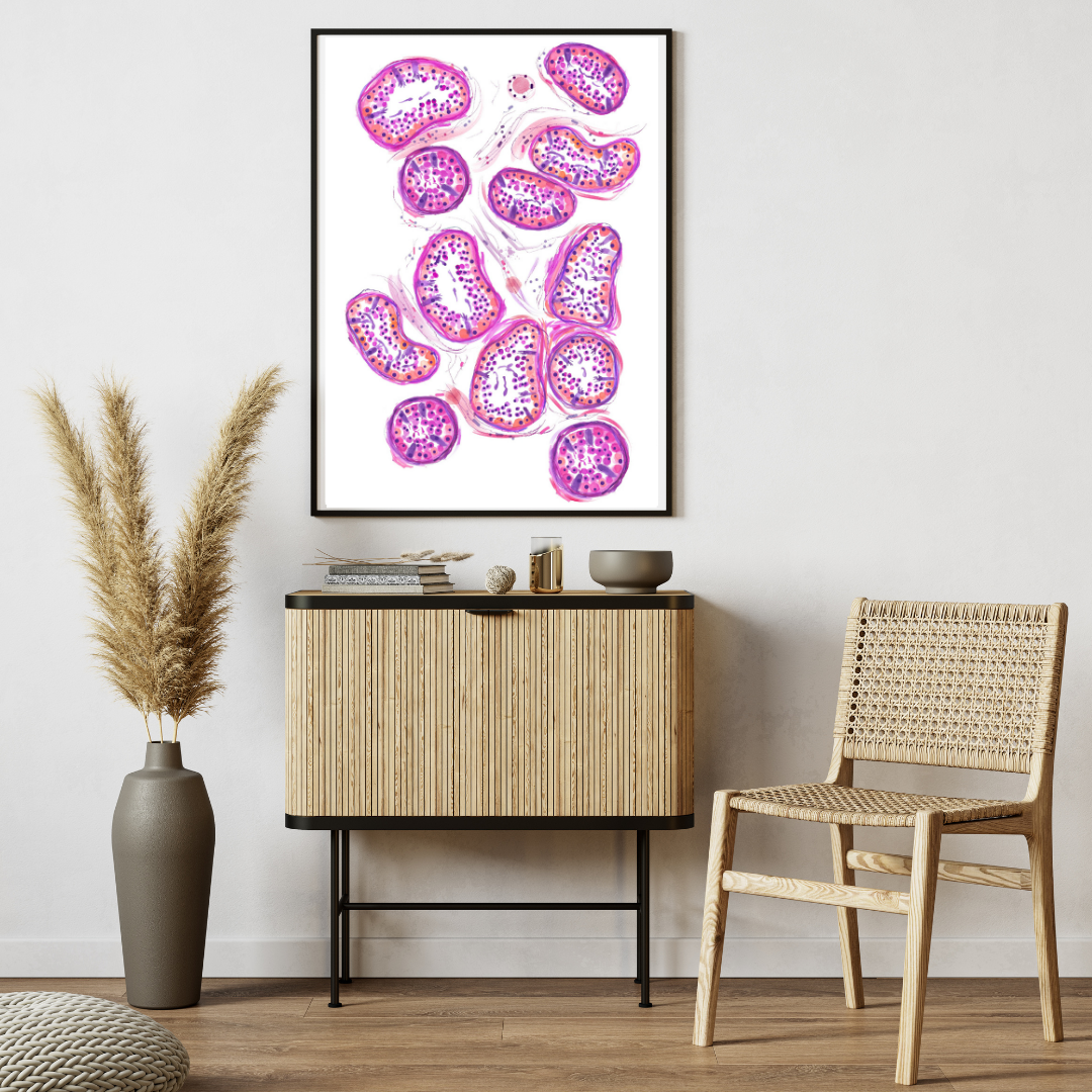 Testicle Histology, Histology Art