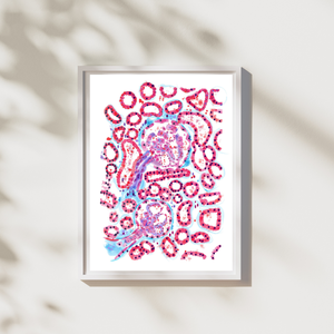 Renal Histology Art Print