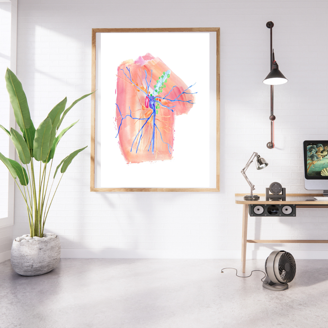 Inguinal Region Anatomy Art Print