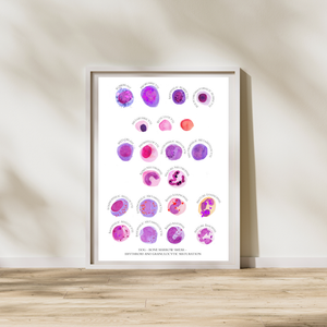 Veterinary Medicine - Dog Erythropoiesis and Granulopoiesis - Hematology Watercolor Art