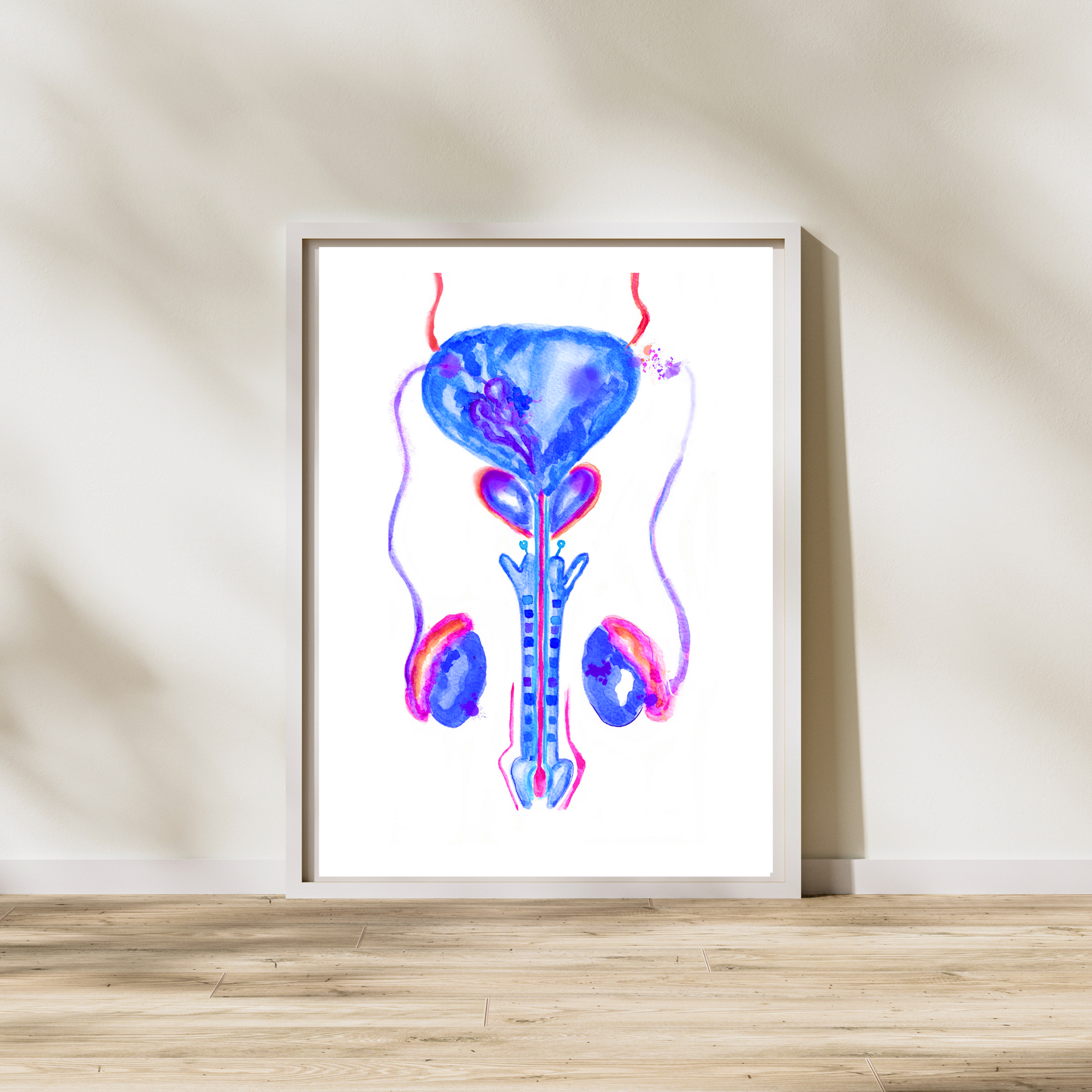 bladder testes and penis watercolor illustration art