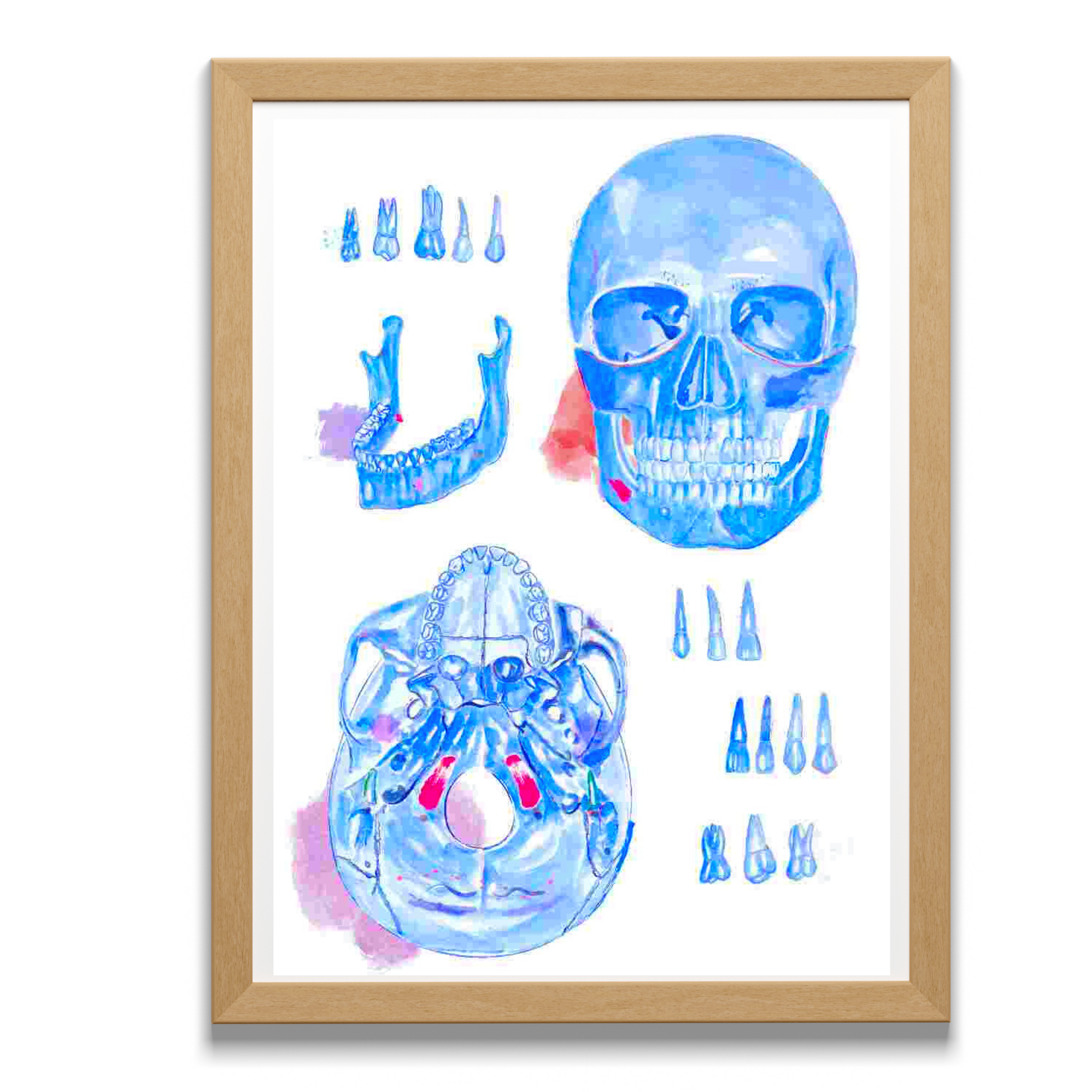 Human Anatomy Skull art Print, Dental Artwork