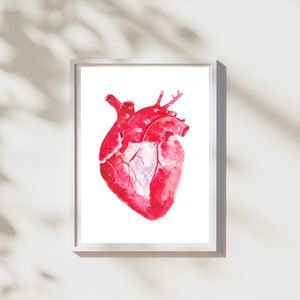 Heart Anatomy Watercolor Illustration