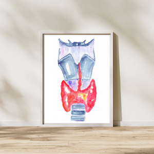 thyroid anatomy art print