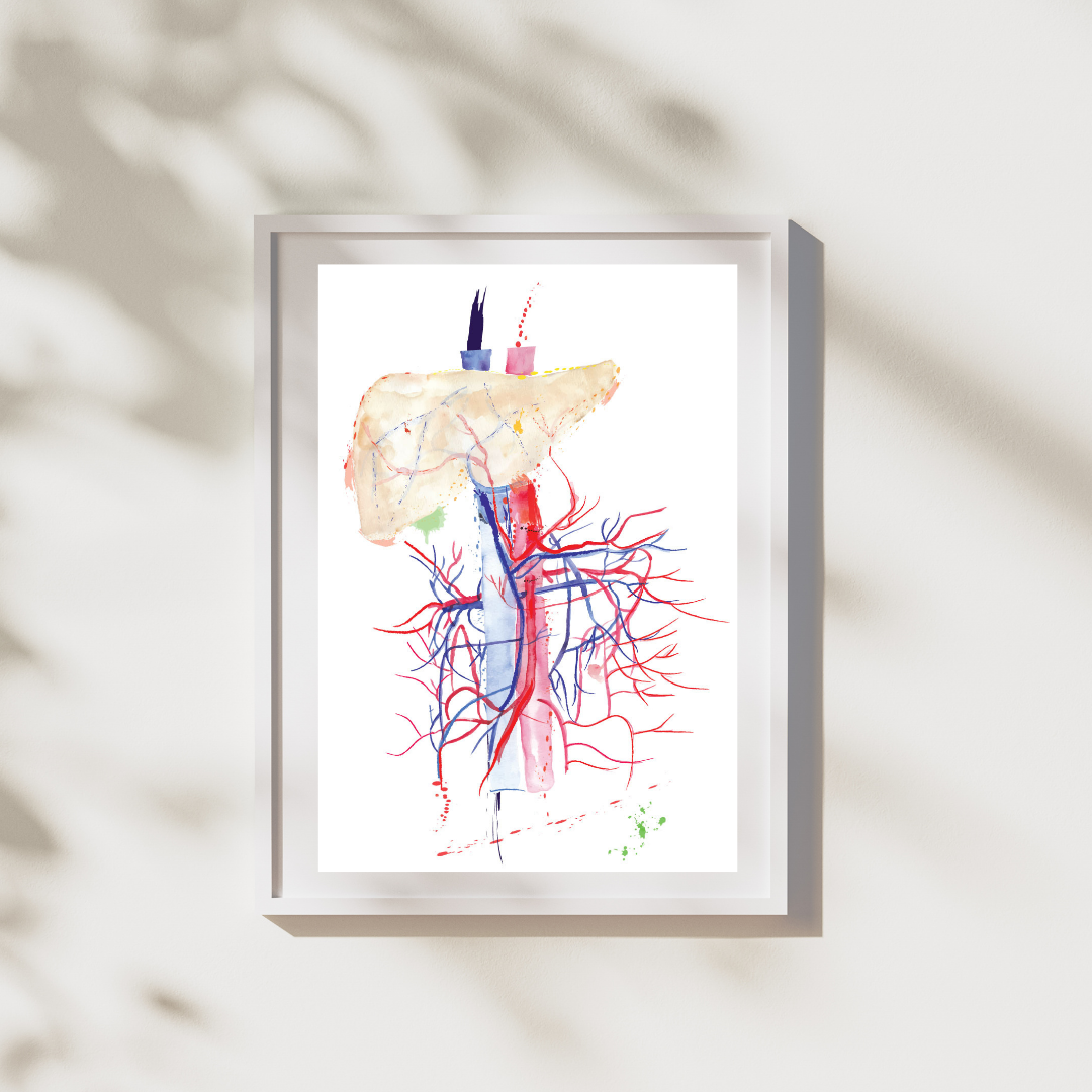 liver abdominal arteries art