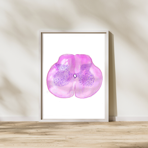 Spinal Cord Histology Art Print