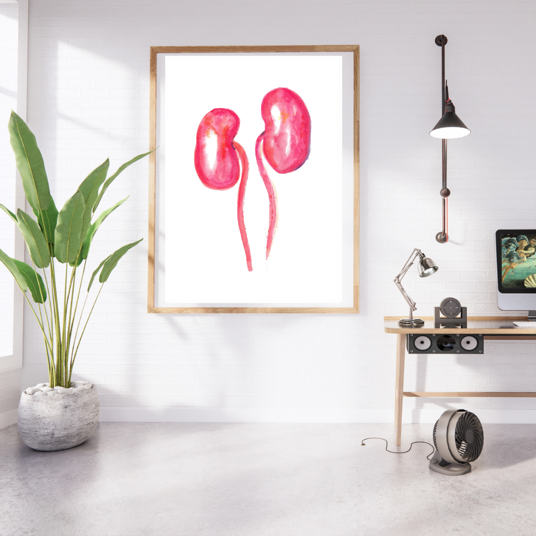 kidney watercolor art print
