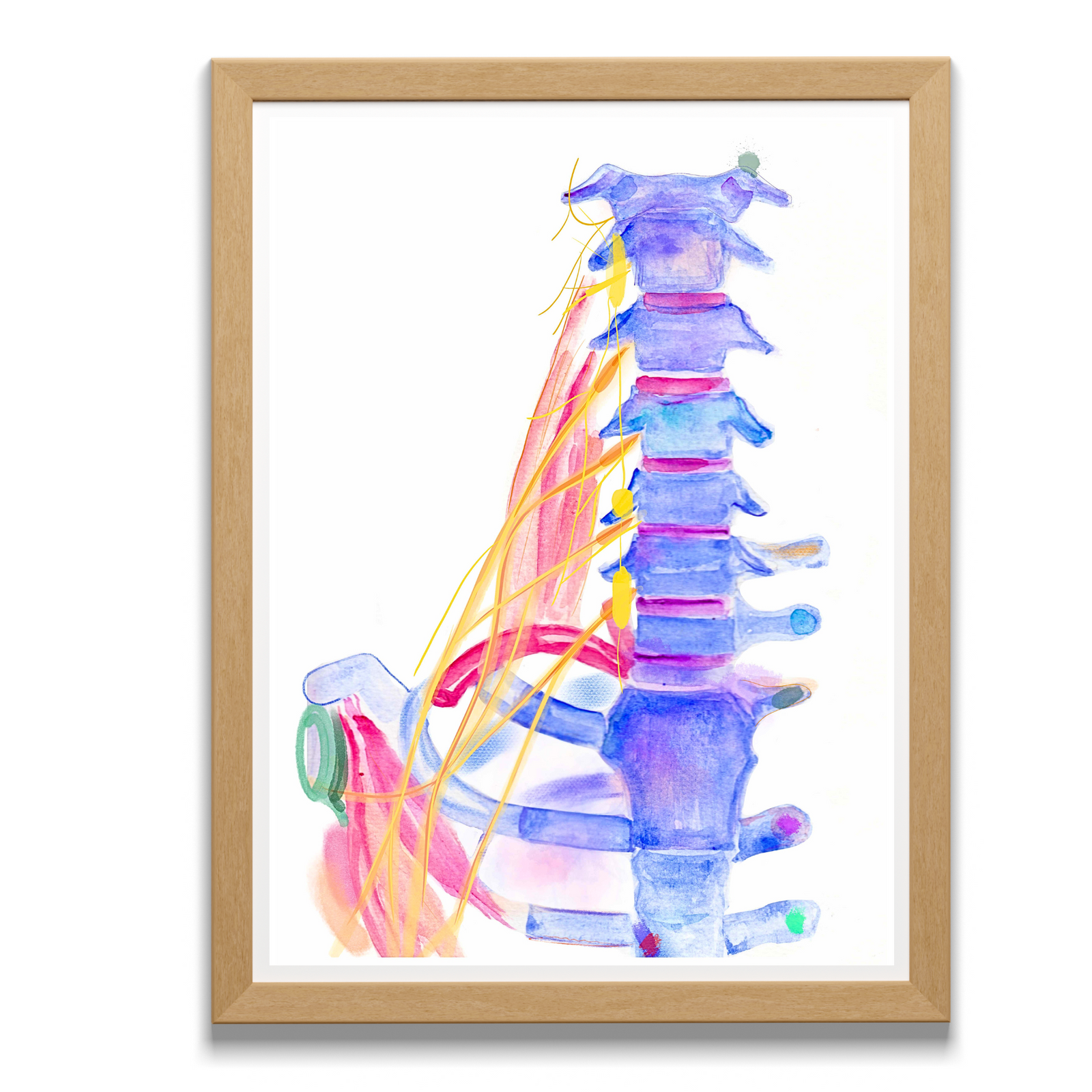 Brachial Plexus Anatomy Art