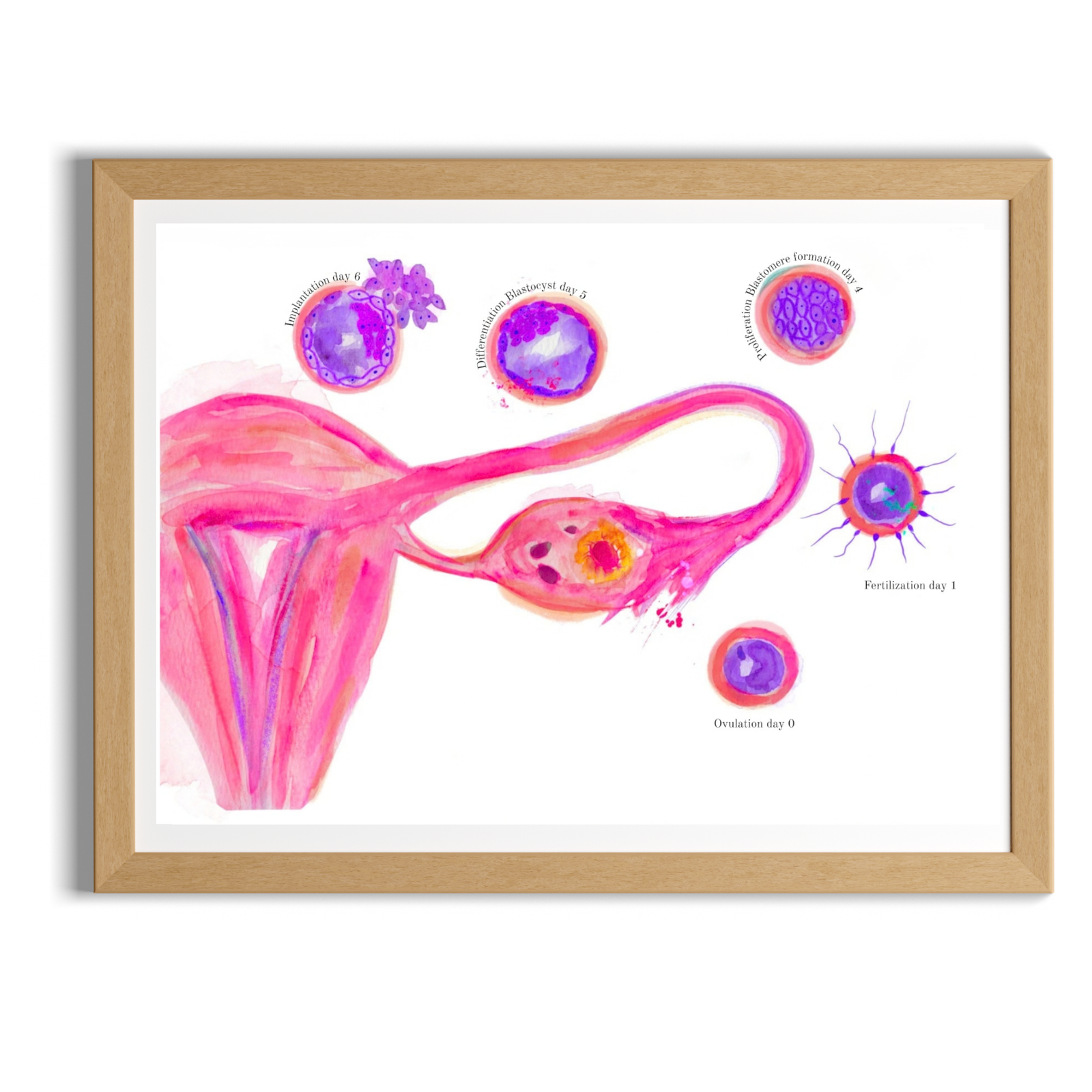 Uterus: Ovulation through Implantation Obstetrics and Gynecology Art Print
