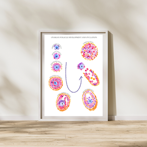 Follicular Development Cycle Art Print