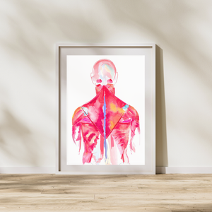 Back Muscle Anatomy Art Print