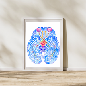 optic pathway anatomy art print