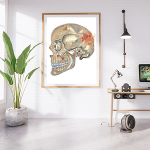 skull anatomical decor