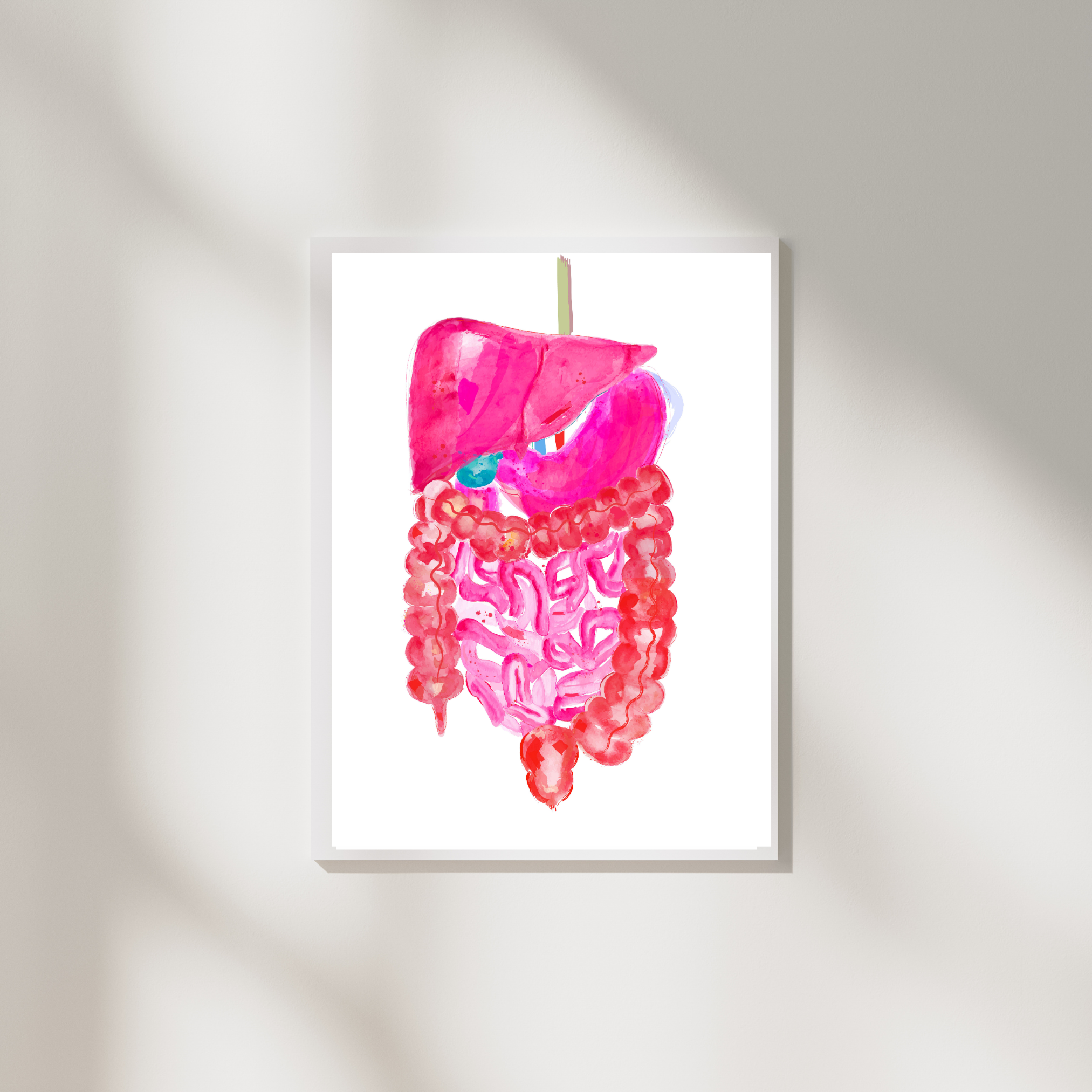 Abdominal Anatomy, Gastrointestinal Print, General Surgery Art - medpapers