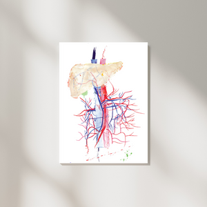 Abdominal Vessels Anatomy Art, General Surgery Print