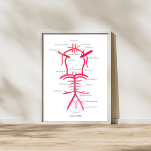 circle of willis anatomy abstract art print
