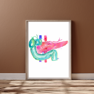 Pancreas Anatomy Art Watercolor Print