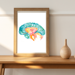 Hippocampus Brain Anatomy Art Print