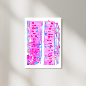 Duodenum Histology Art Print