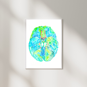 Brain Anatomy Watercolor Painting