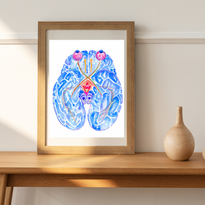 Optic Pathway Brain Anatomy Art Print