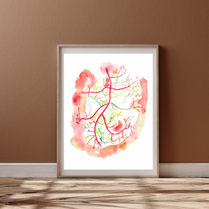 Mesenteric Arteries Angiogram