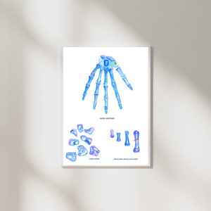 Hand Anatomy Art Print