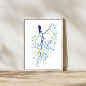 Mesenteric Arteries Angiogram