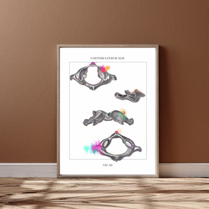 Cervical Vertebra Anatomy Art