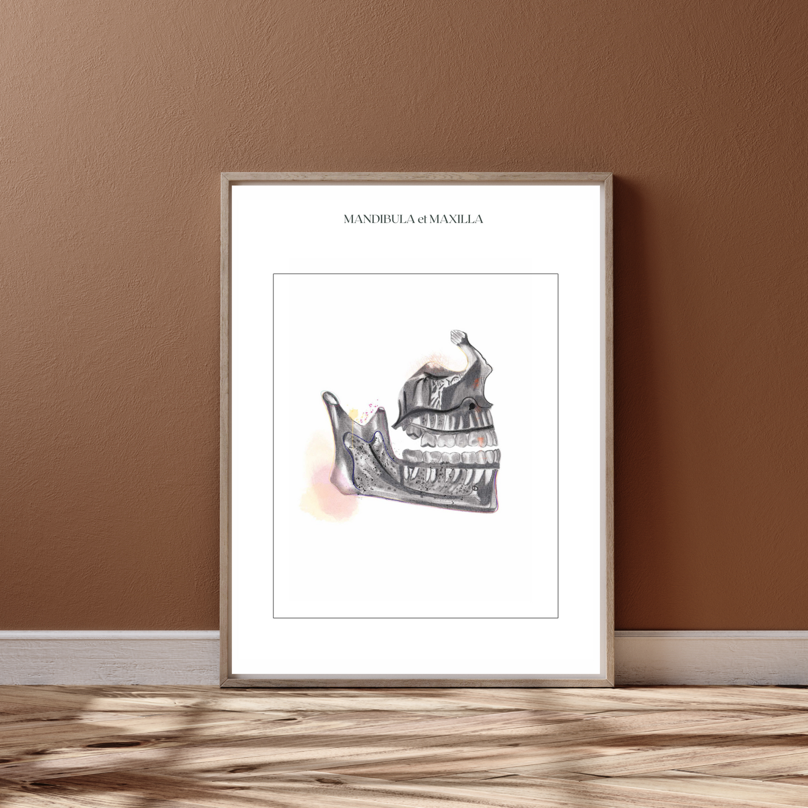 Maxilla Human Anatomy Art