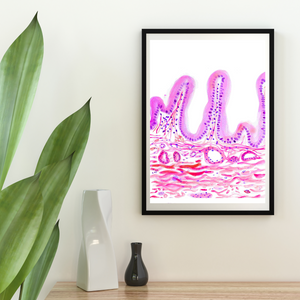 normal gallbladder histology art