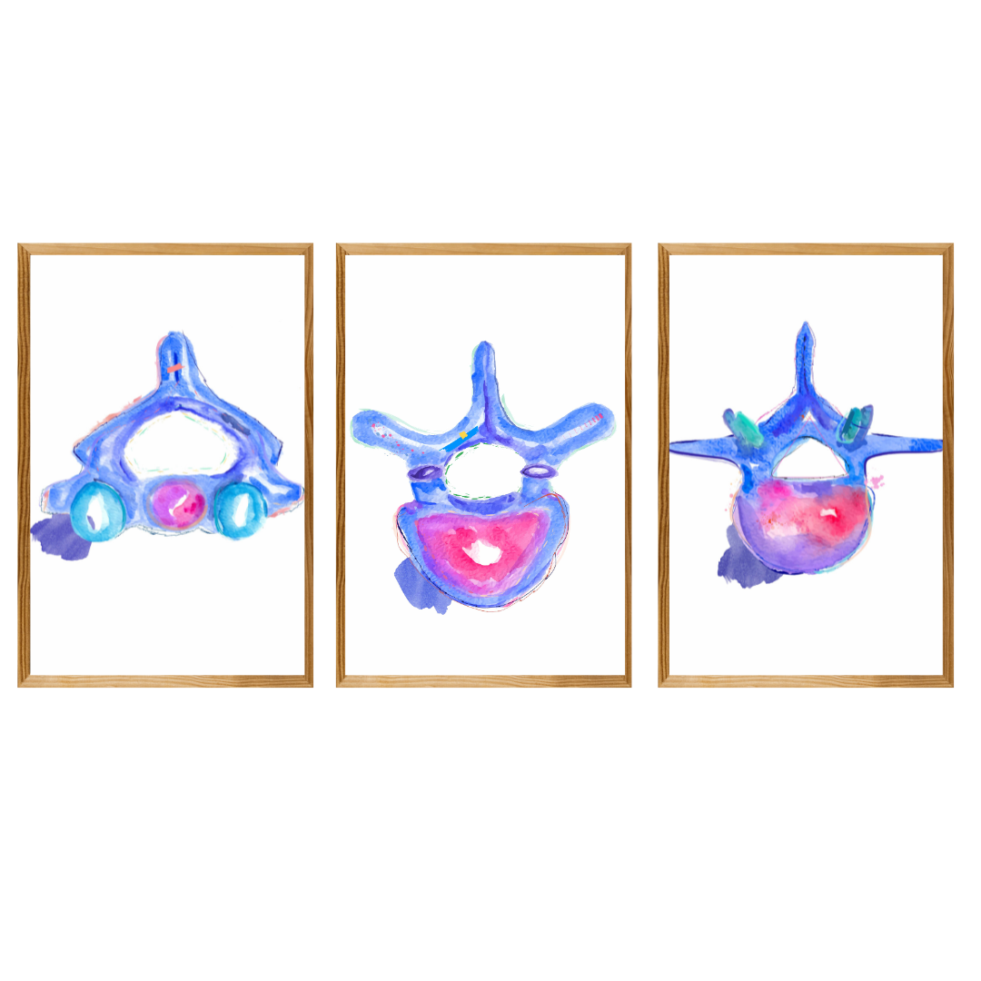 Vertebrae Anatomy Art Print Set of three