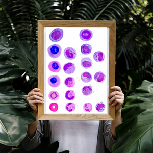 Hematopoiesis Art Print