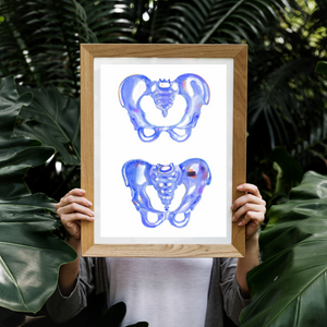 Female and Male Pelvis Anatomy Art Print