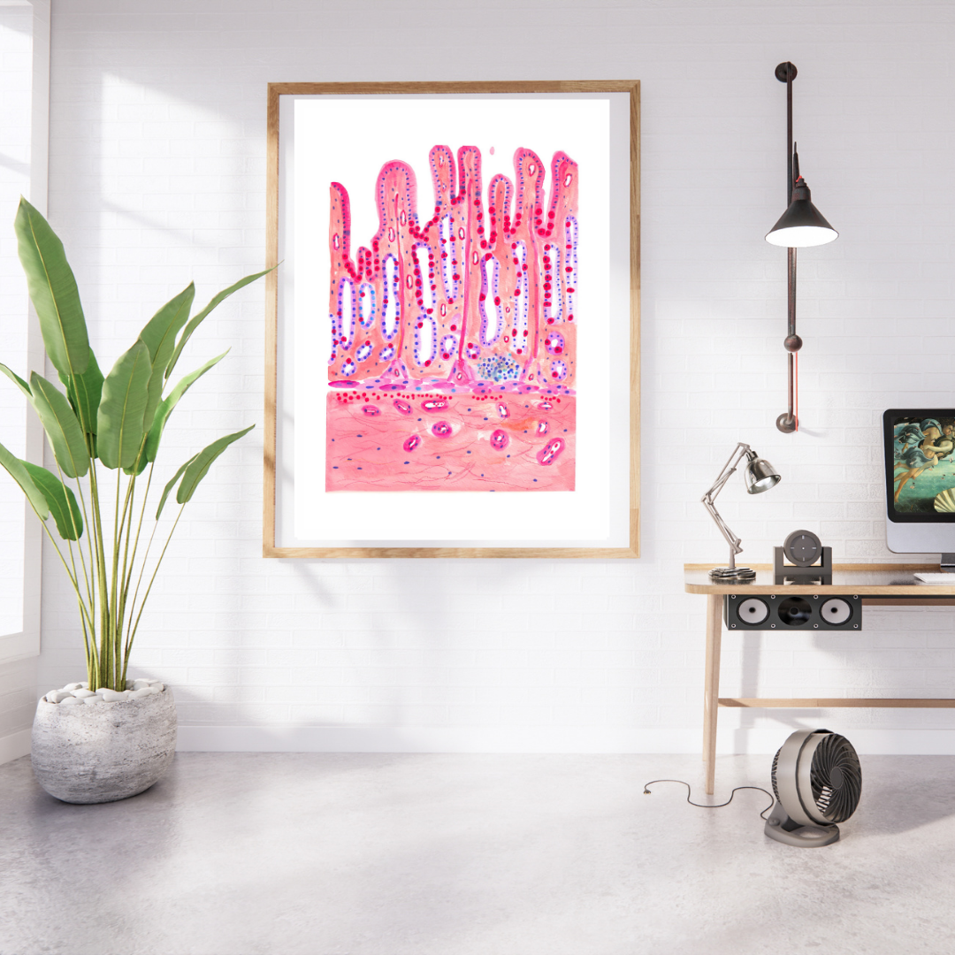 stomach histology art