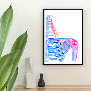 Cervical Plexus Abstract Anatomy Art