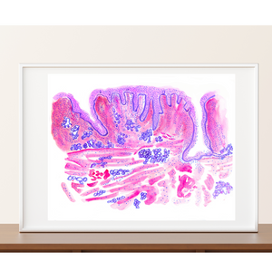 Tongue Histology Art Print