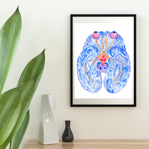 Optic Pathway Brain Anatomy Art Print