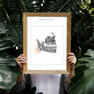 Maxilla Human Anatomy Art