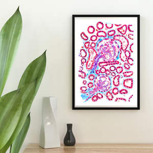 Renal Histology Art Print