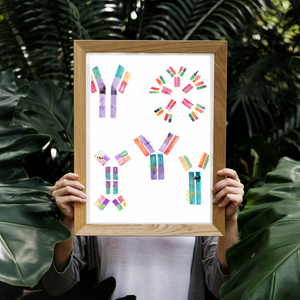 Human Immunoglobuline Art
